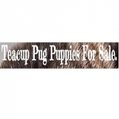 Avatar of Teacup Pugs 4 Sale Home.